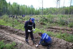 7000 саженцев высадили газовики 14 мая